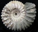 Pavlovia Ammonite Fossil - Siberia #29705-1